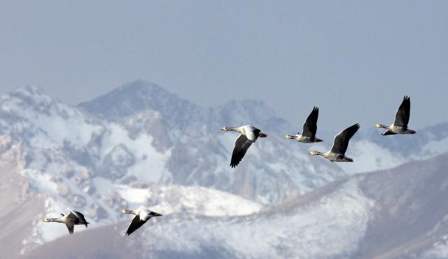Geese flying over scenic Cascade Mountains